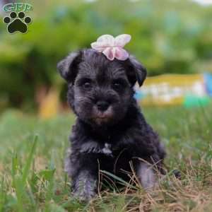 Millie, Miniature Schnauzer Puppy