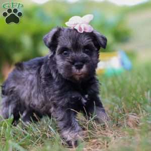 Millie, Miniature Schnauzer Puppy