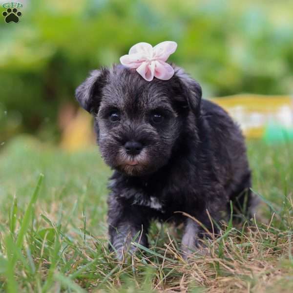Millie, Miniature Schnauzer Puppy