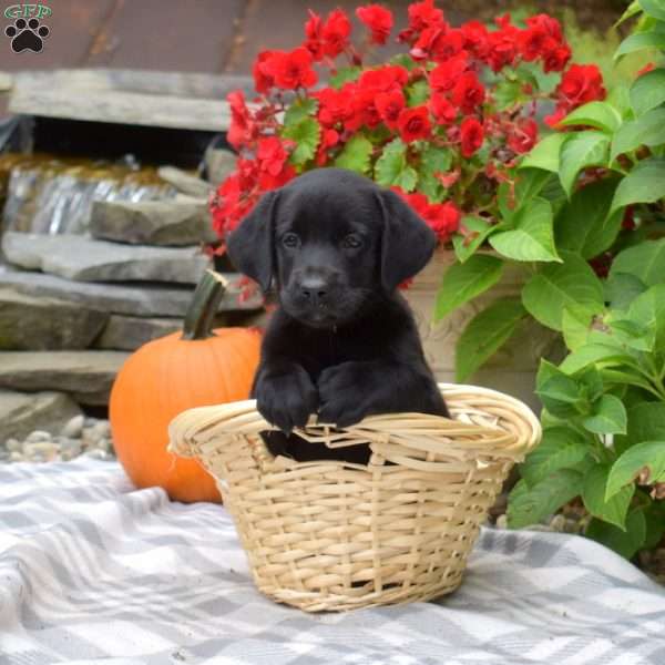 Millie, Black Labrador Retriever Puppy
