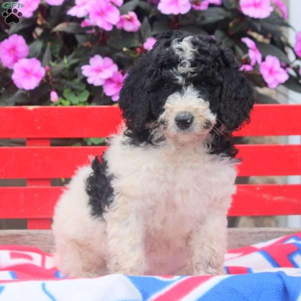 Millie, Bernedoodle Puppy