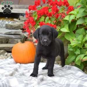 Millie, Black Labrador Retriever Puppy