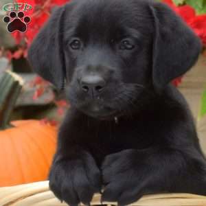 Millie, Black Labrador Retriever Puppy