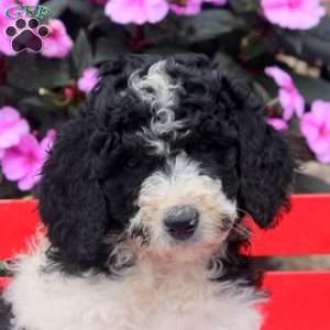 Millie, Bernedoodle Puppy