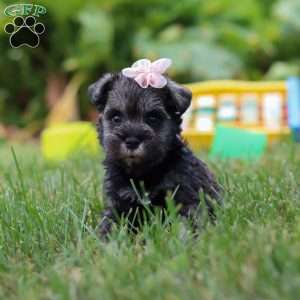 Millie, Miniature Schnauzer Puppy