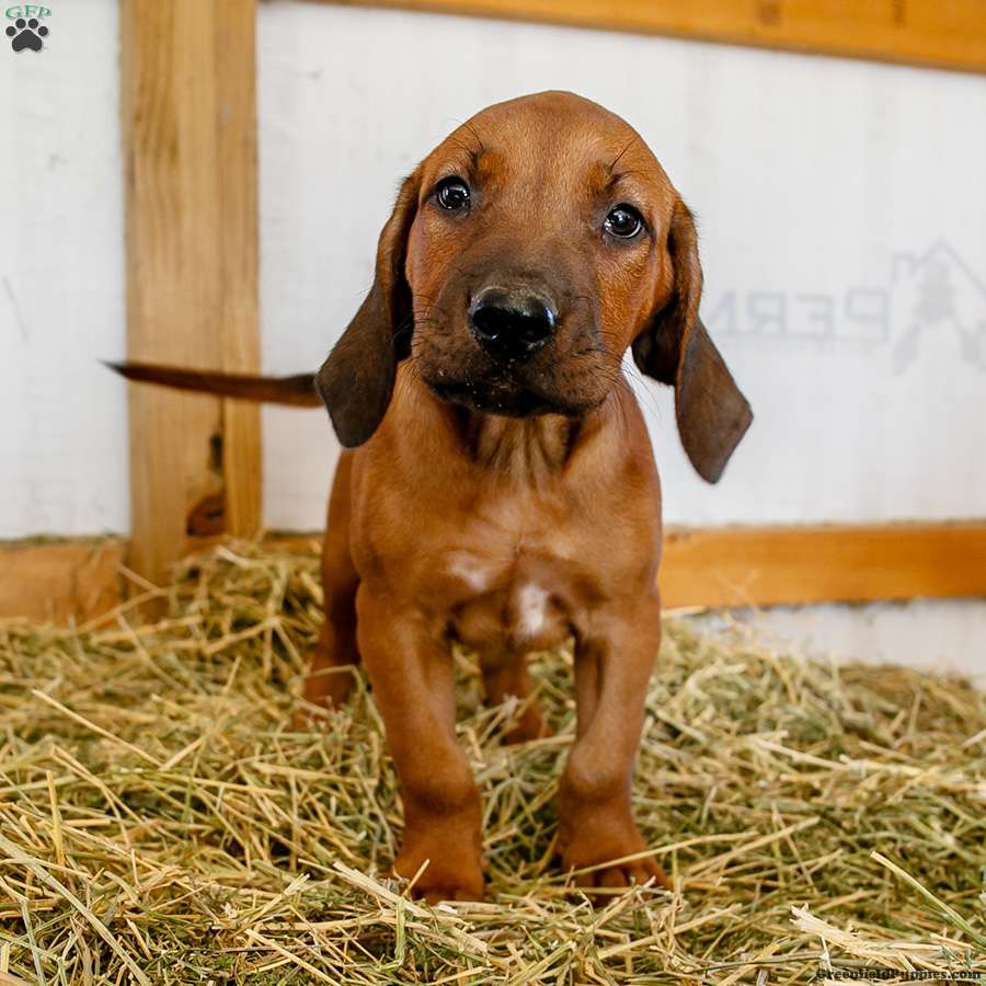 Milo - Rhodesian Ridgeback Puppy For Sale in New York