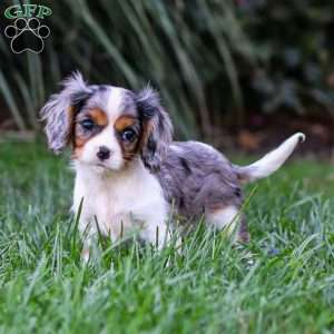 Milo, Cavalier King Charles Spaniel Puppy