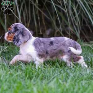 Milo, Cavalier King Charles Spaniel Puppy