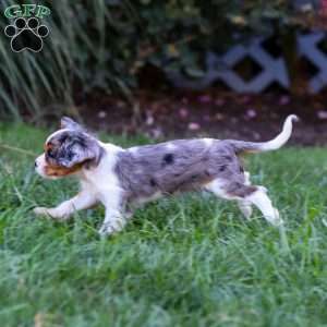 Milo, Cavalier King Charles Spaniel Puppy