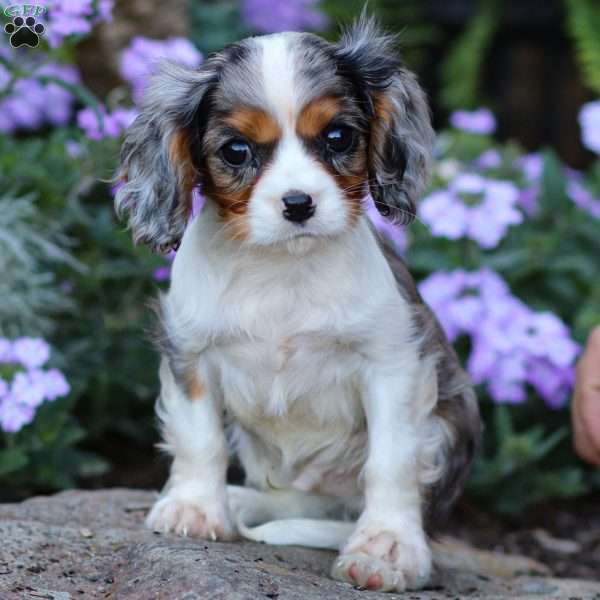 Milo, Cavalier King Charles Spaniel Puppy