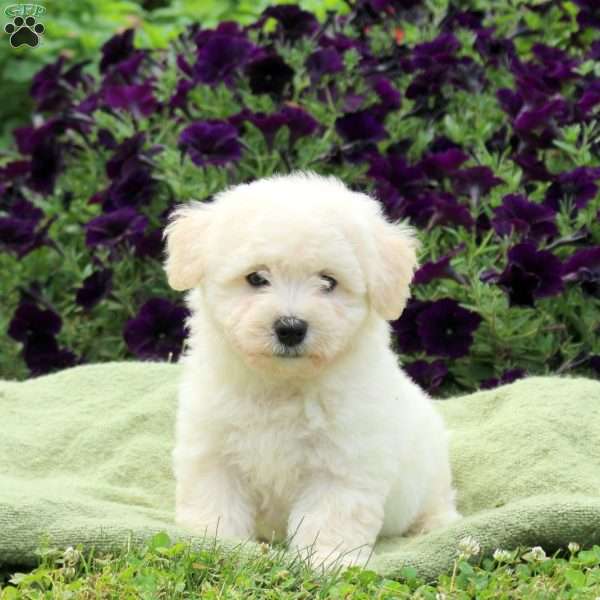 Milo, Bichon Frise Puppy