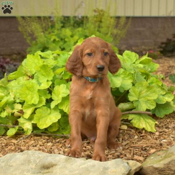 Milo, Irish Setter Puppy