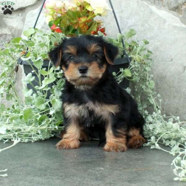 Milo, Yorkie Puppy