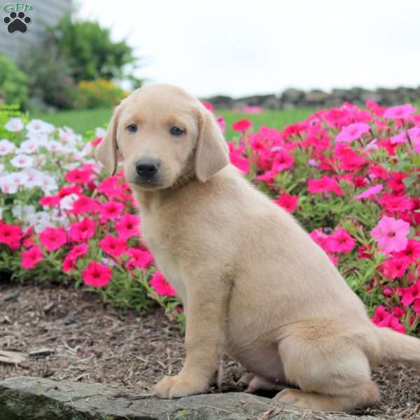 Milo, Yellow Labrador Retriever Puppy