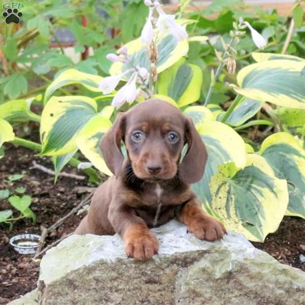 Milo-Mini, Dachshund Puppy