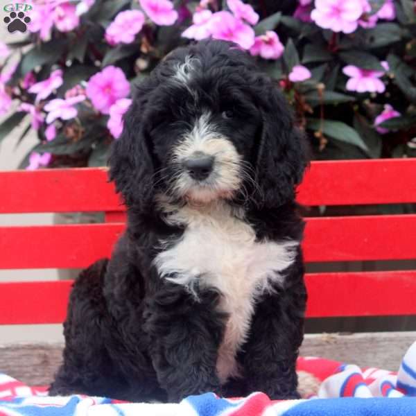 Milo, Bernedoodle Puppy
