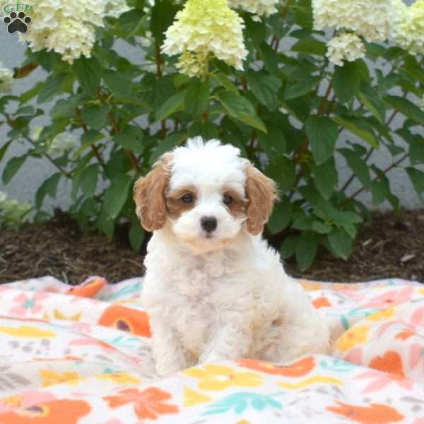 Milo, Cavapoo Puppy