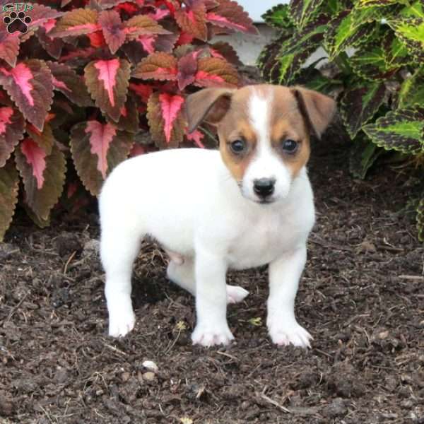 Milo, Jack Russell Terrier Puppy