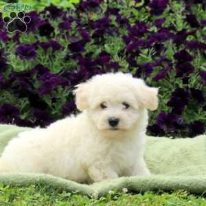 Milo, Bichon Frise Puppy