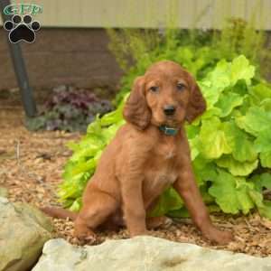 Milo, Irish Setter Puppy