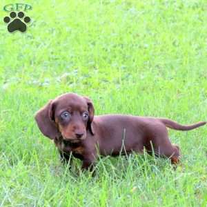 Milo-Mini, Dachshund Puppy