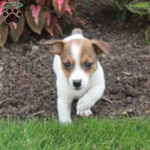 Milo, Jack Russell Terrier Puppy