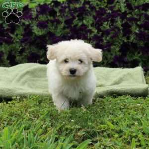 Milo, Bichon Frise Puppy