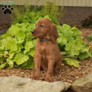 Milo, Irish Setter Puppy
