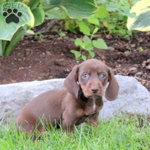 Milo-Mini, Dachshund Puppy