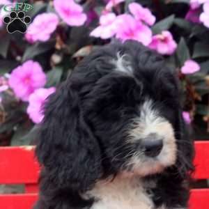 Milo, Bernedoodle Puppy