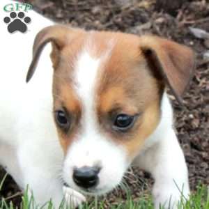 Milo, Jack Russell Terrier Puppy