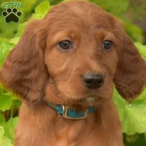 Milo, Irish Setter Puppy