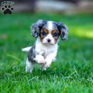 Milo, Cavalier King Charles Spaniel Puppy