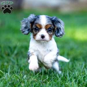 Milo, Cavalier King Charles Spaniel Puppy