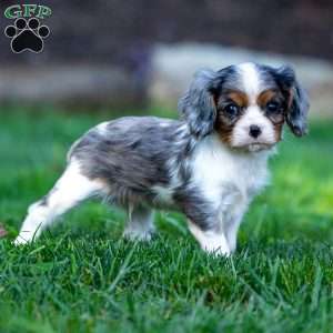 Milo, Cavalier King Charles Spaniel Puppy