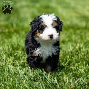 Milo, Mini Bernedoodle Puppy