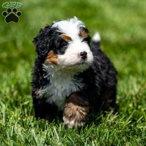Milo, Mini Bernedoodle Puppy