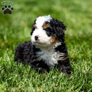 Milo, Mini Bernedoodle Puppy