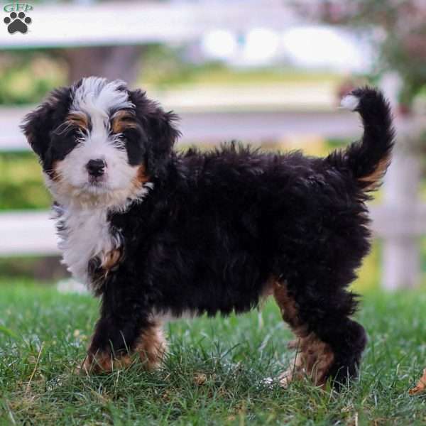 Milo, Mini Bernedoodle Puppy