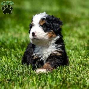 Milo, Mini Bernedoodle Puppy