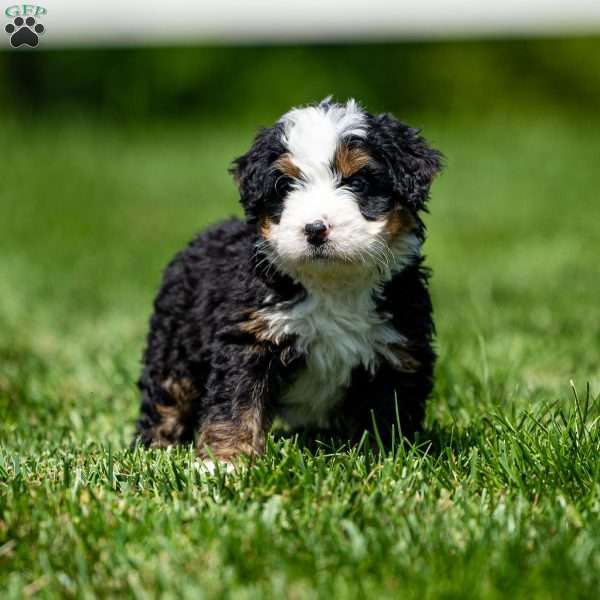Milo, Mini Bernedoodle Puppy