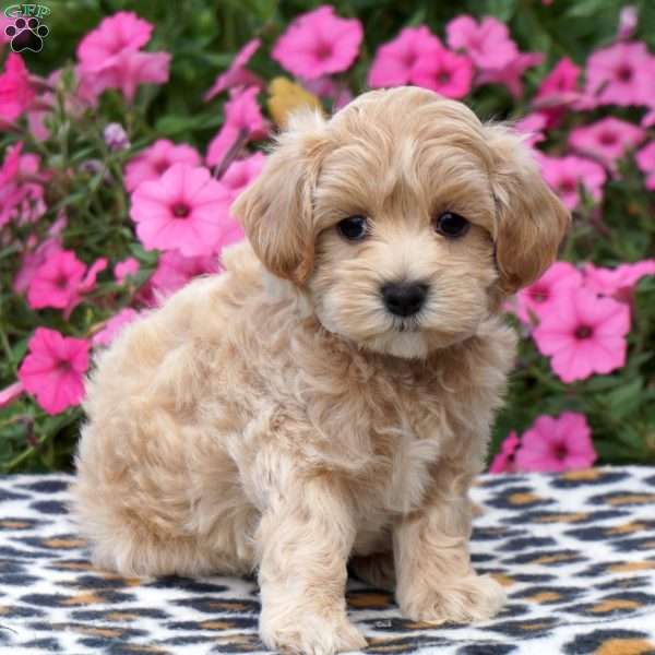 Milo, Maltipoo Puppy