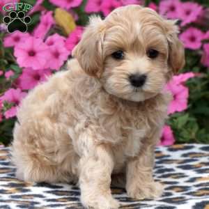 Milo, Maltipoo Puppy
