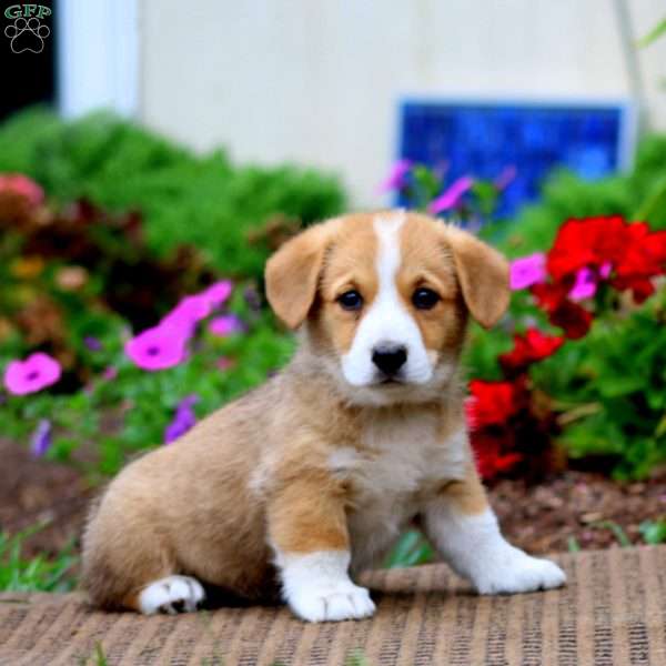 Mindy, Pembroke Welsh Corgi Puppy