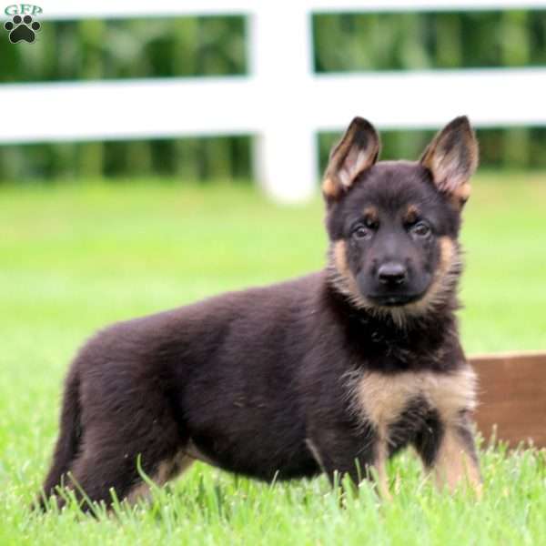 Mindy, German Shepherd Puppy