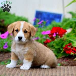 Mindy, Pembroke Welsh Corgi Puppy
