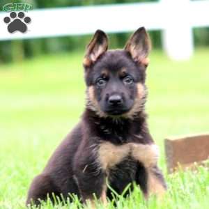 Mindy, German Shepherd Puppy