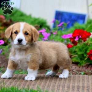 Mindy, Pembroke Welsh Corgi Puppy