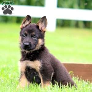 Mindy, German Shepherd Puppy