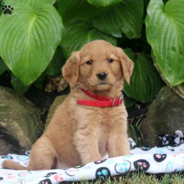 Minnie, Golden Retriever Puppy